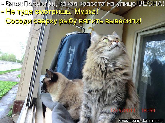 Лучшие котоматрицы</p> <p>