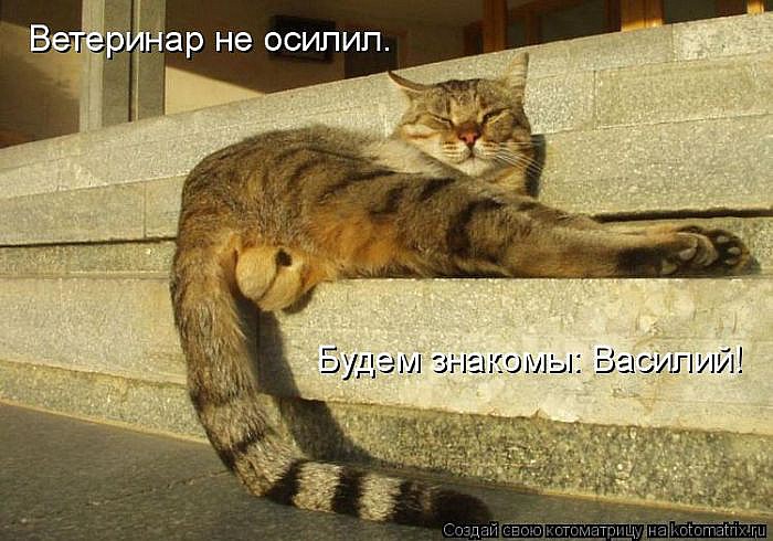 Лучшие котоматрицы</p> <p>