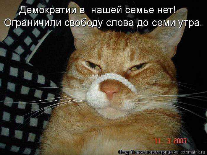 Лучшие котоматрицы</p> <p>