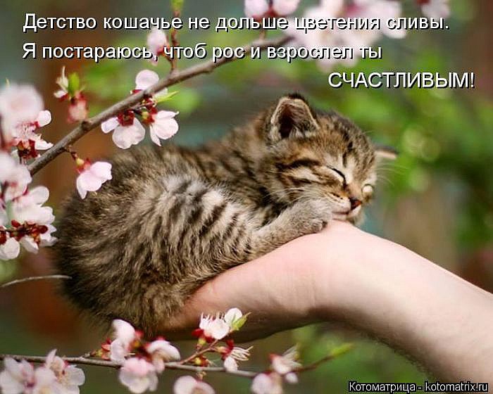 Лучшие котоматрицы</p> <p>