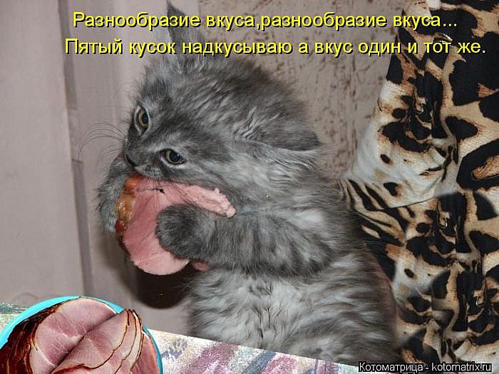 Лучшие котоматрицы</p> <p>