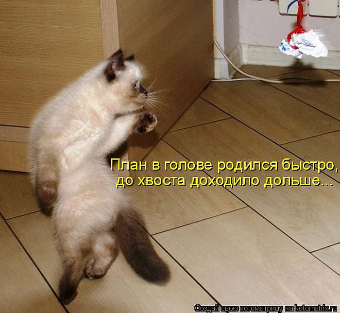 Лучшие котоматрицы</p> <p>