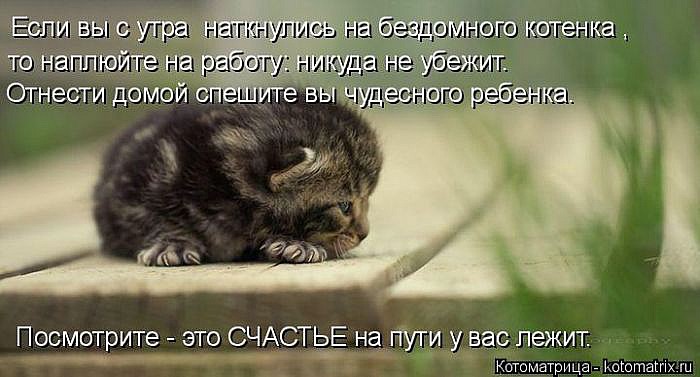 Лучшие котоматрицы</p> <p>