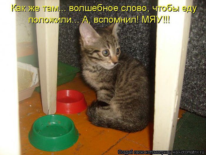 Лучшие котоматрицы</p> <p>