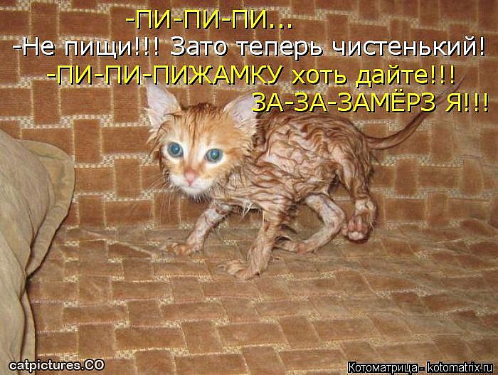 Лучшие котоматрицы</p> <p>