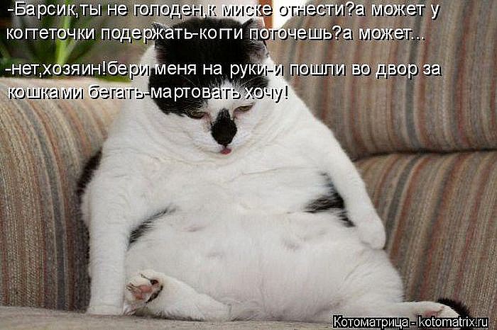 Лучшие котоматрицы</p> <p>