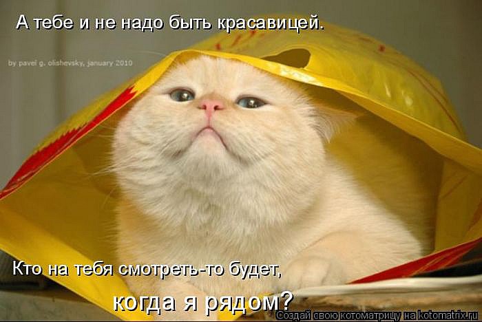 Лучшие котоматрицы</p> <p>