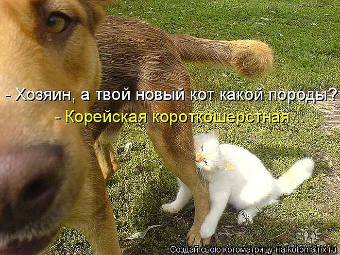 Лучшие котоматрицы</p> <p>