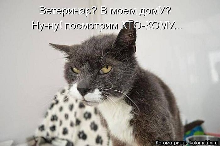 Лучшие котоматрицы</p> <p>