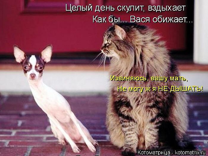 Лучшие котоматрицы</p> <p>