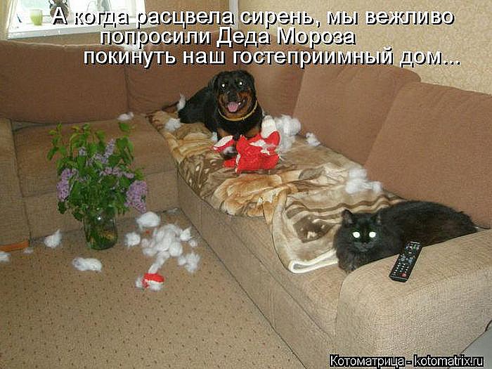 Лучшие котоматрицы</p> <p>